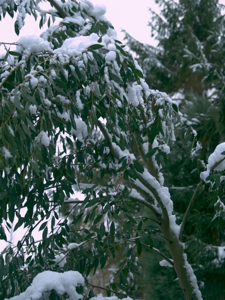 Eucalyptus stellata
